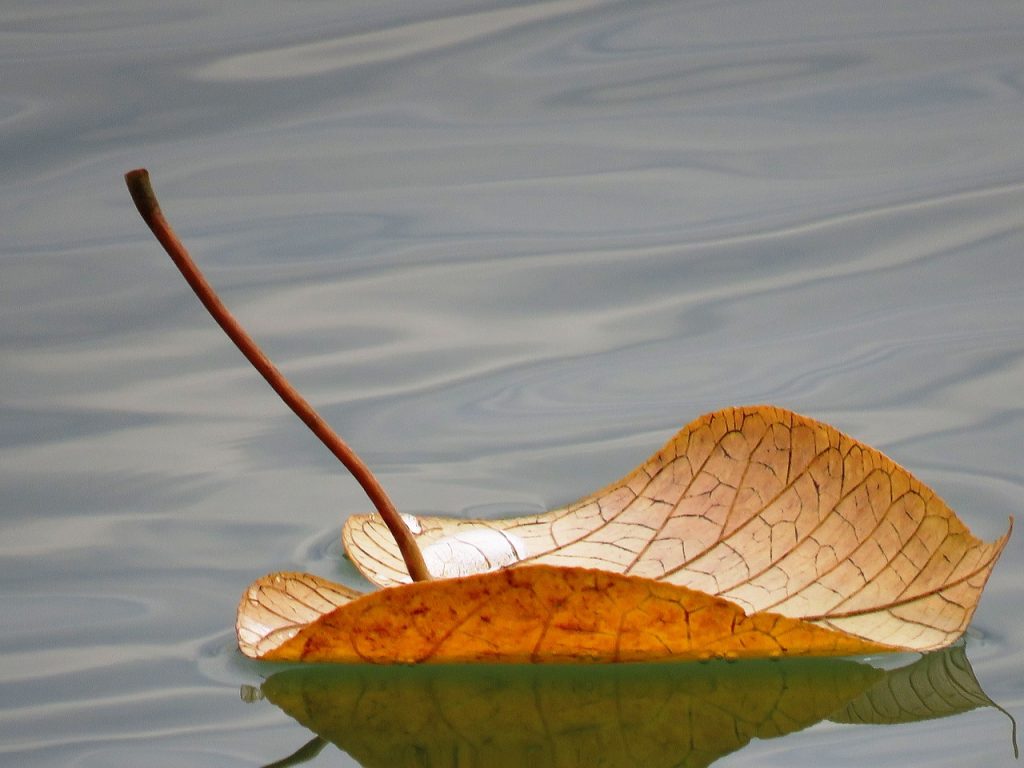 Floating Leaf Press Image